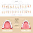 human dental anatomy permanent tooth