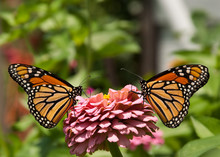 Two Gorgeous, Colorful Monarch Butterflies On A Pink Zinnia