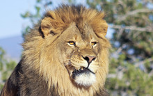 A Portrait Of An African Lion Male