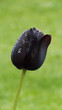 Black Tulip close-up after rain, waterdrops on tulippetals in garden