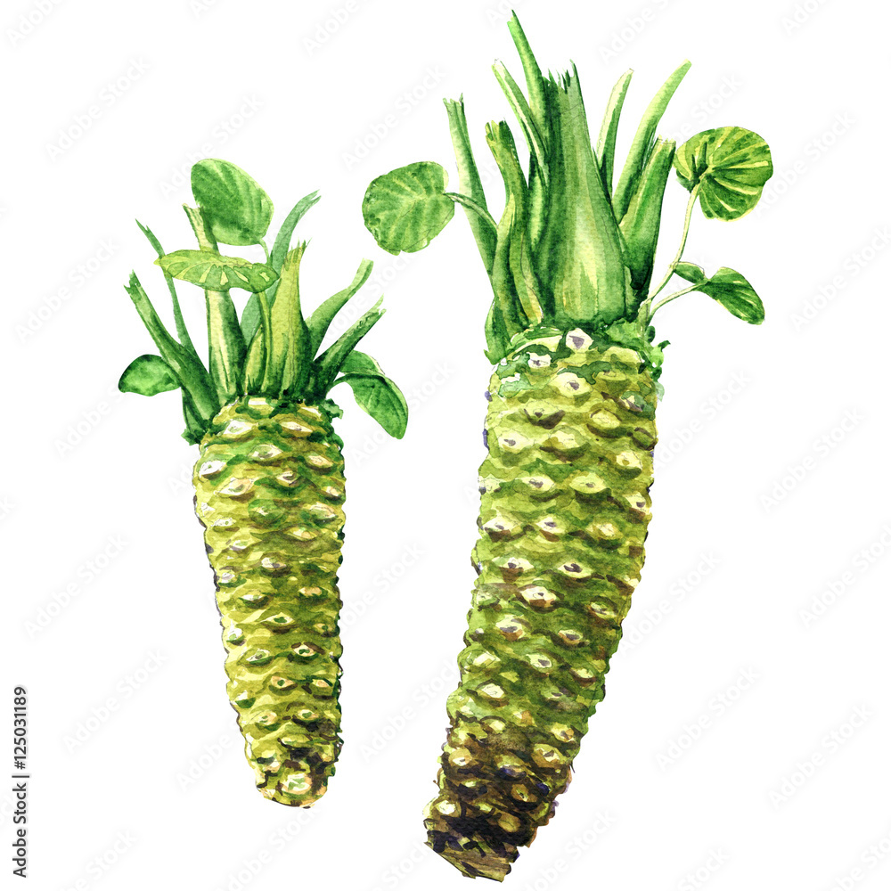 Fresh raw wasabi root, japanese horseradish, isolated, watercolor  illustration Stock Illustration | Adobe Stock
