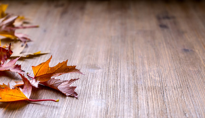Wall Mural - Autumn. Seasonal photo. Autumn leaves loose on a wooden board. Free space for your text products and informations.