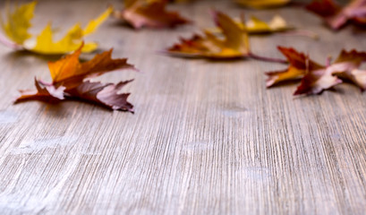 Wall Mural - Autumn. Seasonal photo. Autumn leaves loose on a wooden board. Free space for your text products and informations.