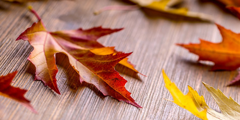 Wall Mural - Autumn. Seasonal photo. Autumn leaves loose on a wooden board.