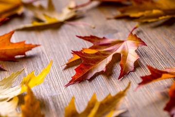 Wall Mural - Autumn. Seasonal photo. Autumn leaves loose on a wooden board.