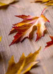 Wall Mural - Autumn. Seasonal photo. Autumn leaves loose on a wooden board.