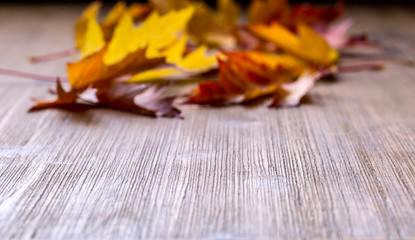 Wall Mural - Autumn. Seasonal photo. Autumn leaves loose on a wooden board. Free space for your text products and informations.