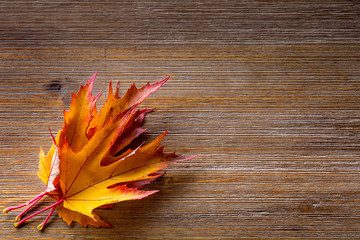 Wall Mural - Autumn. Seasonal photo. Autumn leaves loose on a wooden board. Free space for your text products and informations.