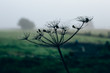 Pflanzen auf einem Feld beim Nebel