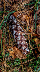 pine cone no 2