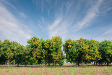 Mango Field,mango Farm With  Blue Sky Background.Agricultural Co