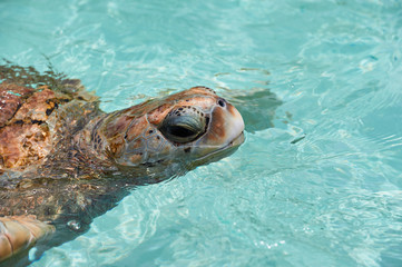 Sticker - close up of turtle head