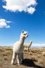 pasture with animal in new zealand farm in blue sky