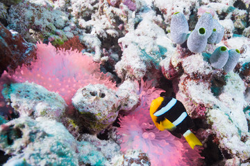 Wall Mural - Anemonefish