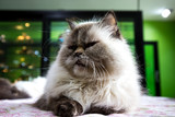 Fototapeta Konie - Persian tabby cat
