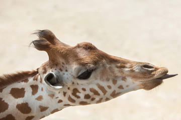 Kordofan giraffe (Giraffa camelopardalis antiquorum)