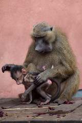 Poster - Guinea baboon (Papio papio).