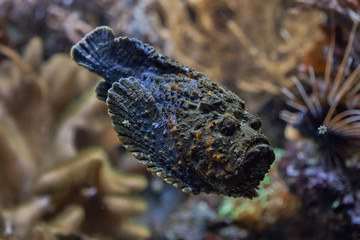 reef stonefish (synanceia verrucosa).