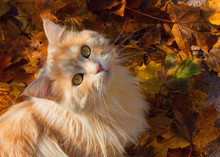 Maine Coon Cat Sitting On Colourful Autumn Leaves
