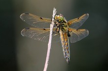 European Four-spotted Chaser Dragonfly (Libellula Quadrimaculata), Ventral View. 