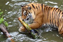 Tiger Play In Water