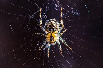 sleeping spider on web macro shot
