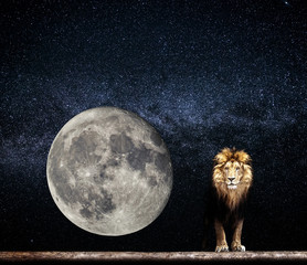 Wall Mural - Portrait of a Beautiful lion, lion in the starry night and moon