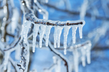 Wall Mural - Tree branch with icicles after freezing rain