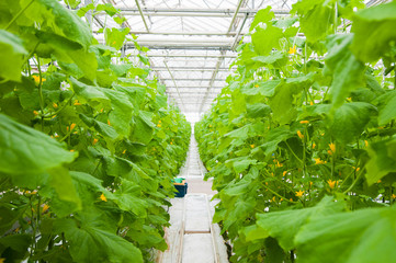 Cucumbers ripening in greenhouse