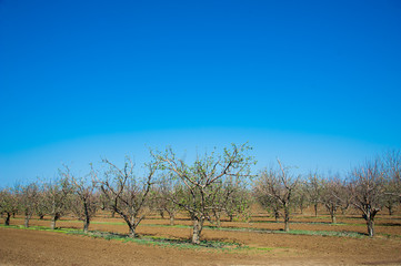 Orchard of young apple trees in early spring