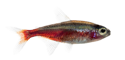 Side view of a cardinal tetra isolated on white