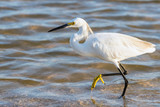 Fototapeta Zwierzęta - Egret on sea shore