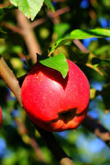 Wall Mural - Close up organic natural ripe red apple on branch tree with green leaf