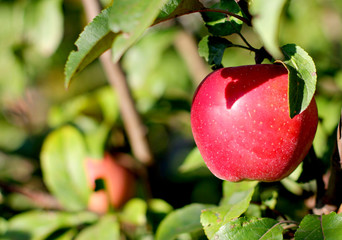 Red apple on tree with place for you text or logo.