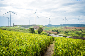 wind turbine with rice field on hill