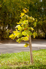 Wall Mural - Small tree in autumn morning