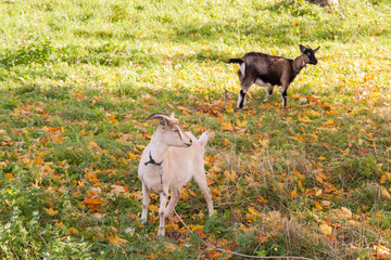 Sticker - White and brown goat at the village on autumn grass. Ranch or farm.