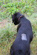 Hund Flat coated Retriever mit Narbe von Operation