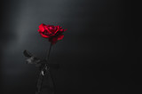 Red rose on dark tone over black and white background. Low key p