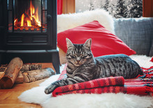 Cat Relaxing Beside Fireplace