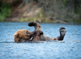 alaskan brown bear playing