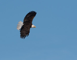 Sticker - Bald eagle in flight