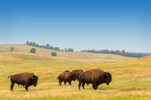 Herd Of Buffalo