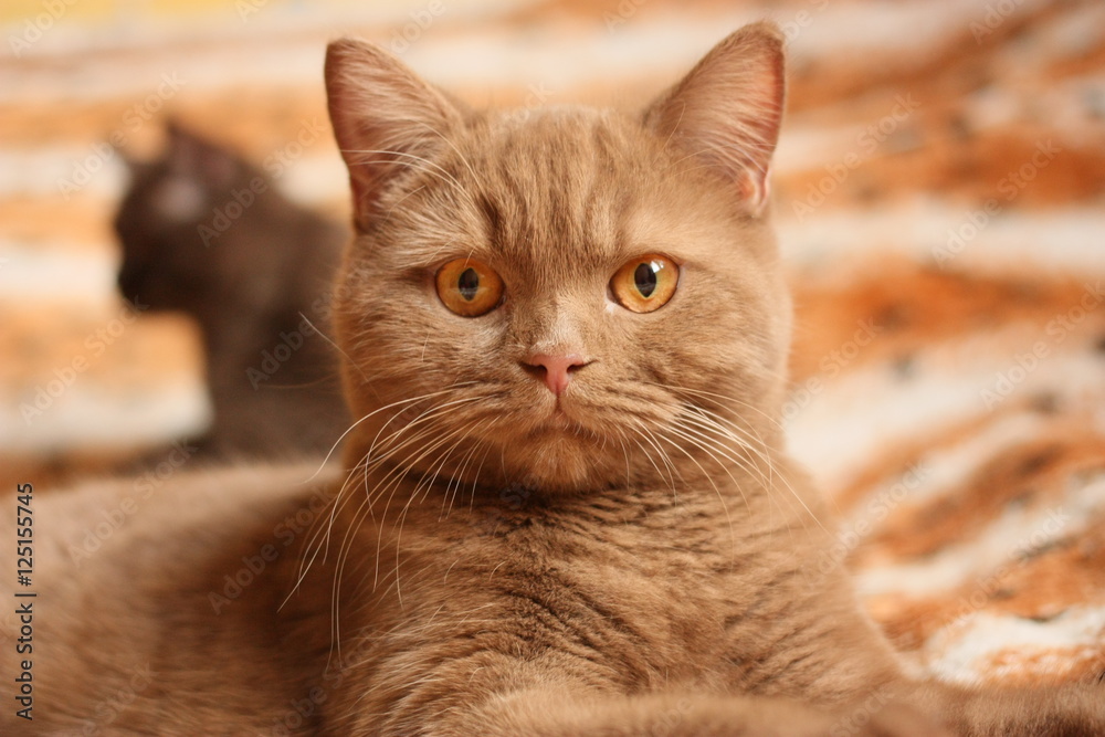 Fotografie Obraz Cinnamon Milk Chocolate British Shorthair Cats