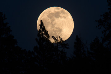full moon rising behind trees