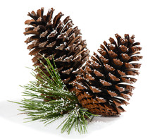 Christmas Pine Branch With Cones