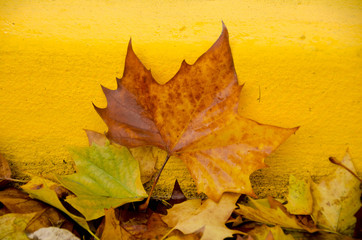 Wall Mural - sugar maple leaf on rocks next to a yellow bordure of sidewalk