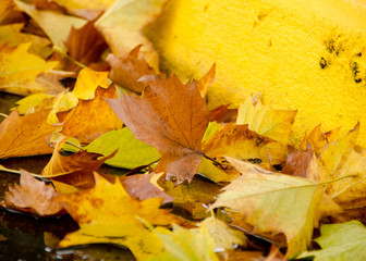 Wall Mural - sugar maple foliage next to a yellow bordure of sidewalk
