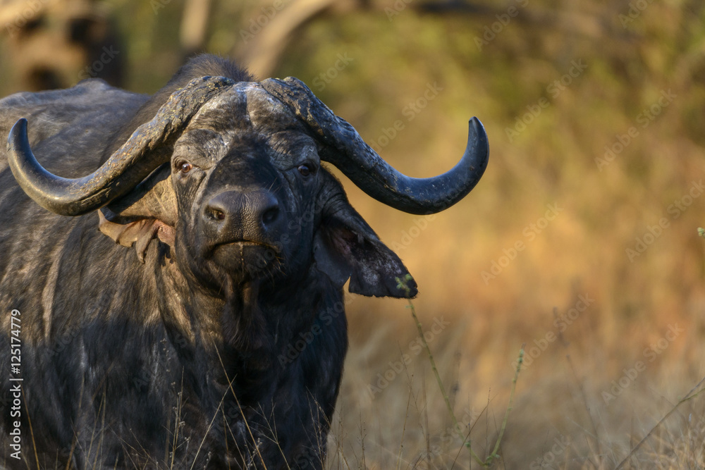 African buffalo or Cape buffalo (Syncerus caffer). Kruger National Park. Mpumalanga. South Africa.