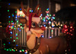 Rudolph the raindeer with bokeh of Christmas lights